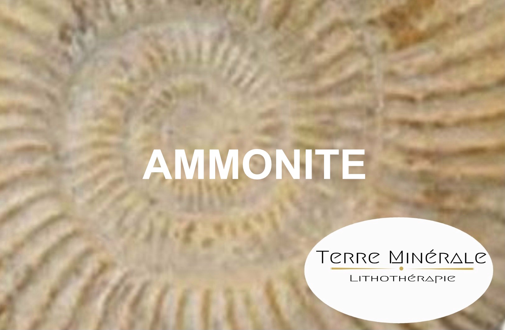 AMMONITE - BIJOUX PIERRES LITHOTHÉRAPIE