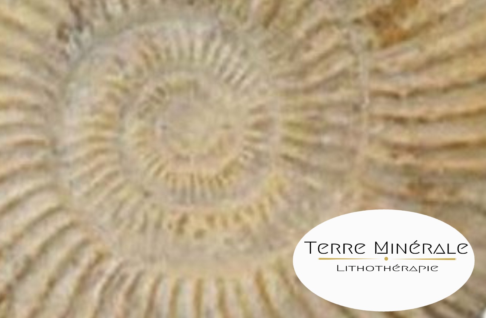 AMMONITE - PIERRES LITHOTHÉRAPIE